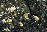 Flora-Strauch-Rose-20070429-27.jpg