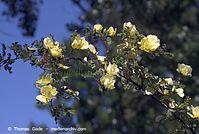 Flora-Strauch-Rose-20070429-29.jpg