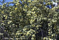 Flora-Strauch-Rose-20070429-30.jpg