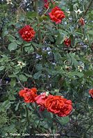 Flora-Strauch-Rose-20070528-254.jpg
