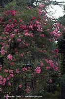 Flora-Strauch-Rose-20070617-28a.jpg