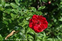 Flora-Strauch-Rose-20070715-10.jpg