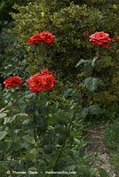 Flora-Strauch-Rose-20080627-24.jpg
