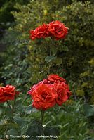 Flora-Strauch-Rose-20080627-25.jpg