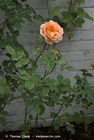 Flora-Strauch-Rose-20080627-26.jpg
