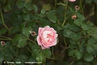 Flora-Strauch-Rose-20080823-26.jpg