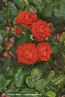 Flora-Strauch-Rose-20080823-30.jpg