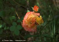 Flora-Strauch-Rose-20090531-62.jpg