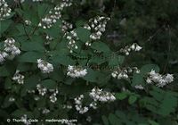 Flora-Strauch-Rose-20090531-64.jpg