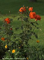 Flora-Strauch-Rose-20090620-23.jpg