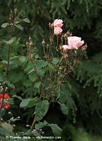 Flora-Strauch-Rose-20090620-31.jpg
