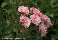 Flora-Strauch-Rose-20090620-32.jpg
