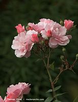 Flora-Strauch-Rose-20090620-33.jpg