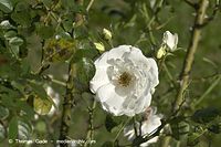 Flora-Strauch-Rose-20100919-35.jpg