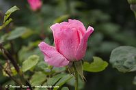 Flora-Strauch-Rose-20130626-102.jpg