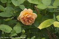 Flora-Strauch-Rose-20130626-106.jpg