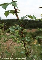 Flora-Strauch-Rose108-67.jpg