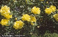 Dateiname=Flora-Strauch-Rose19870000-07.jpg
Dateigröße=216KB
Abmessungen: 720x463
hinzugefügt am: 02. April 2014 Flora-Strauch-Rose19870000-07.jpg