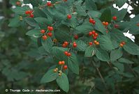 Dateiname=Flora-Strauch-Rote-Heckenkirsche-20090628-15.jpg
Dateigröße=150KB
Abmessungen: 720x489
hinzugefügt am: 02. April 2014 Flora-Strauch-Rote-Heckenkirsche-20090628-15.jpg