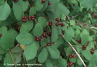 Dateiname=Flora-Strauch-Rote-Heckenkirsche-20090628-16.jpg
Dateigröße=179KB
Abmessungen: 720x495
hinzugefügt am: 02. April 2014 Flora-Strauch-Rote-Heckenkirsche-20090628-16.jpg