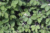 Flora-Strauch-RoteHeckenkirsche-20070422-168.jpg