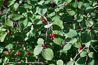 Flora-Strauch-RoteHeckenkirsche-20070708-12.jpg