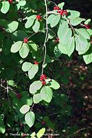 Flora-Strauch-RoteHeckenkirsche-20070708-13.jpg