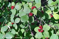 Flora-Strauch-RoteHeckenkirsche-20070708-14.jpg