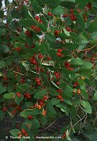 Flora-Strauch-RoteHeckenkirsche-20090628-17.jpg