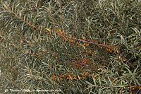 Flora-Strauch-Sanddorn-20060818-10.jpg