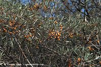 Flora-Strauch-Sanddorn-20090926-209.jpg