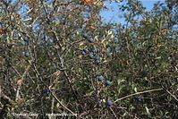 Flora-Strauch-Sanddorn-20090926-210.jpg