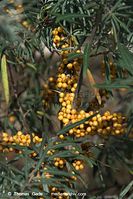 Flora-Strauch-Sanddorn-20090926-214.jpg