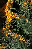 Flora-Strauch-Sanddorn-20090926-215.jpg