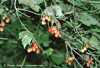 Flora-Strauch-Sch-20020824-58.jpg