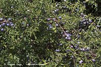 Flora-Strauch-Schlehe-20060816-10.jpg