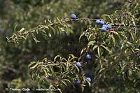 Dateiname=Flora-Strauch-Schlehe-20060816-11.jpg
Dateigröße=199KB
Abmessungen: 720x480
hinzugefügt am: 01. April 2014 Flora-Strauch-Schlehe-20060816-11.jpg