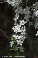Flora-Strauch-Schlehe-20100420-032.jpg