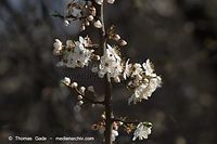Flora-Strauch-Schlehe-20140313-225.jpg