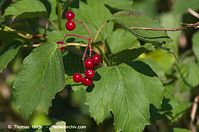 Flora-Strauch-Schneeball-200820-161.jpg