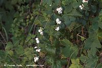 Flora-Strauch-Schneebeere-20050820-33.jpg