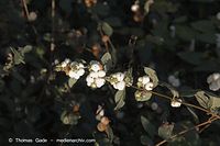 Flora-Strauch-Schneebeere-20060916-43.jpg