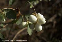 Flora-Strauch-Schneebeere-20070926-040.jpg