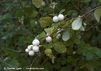 Flora-Strauch-Schneebeere-20091025-1379-01.jpg