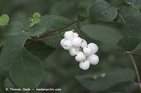 Flora-Strauch-Schneebeere-20100919-40.jpg