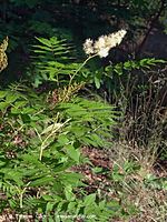 Flora-Strauch-Sibirische-Fiederspiere-20070708-33.jpg