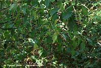 Flora-Strauch-SpaetbluehendeTraubenkirsche-20090926-107.jpg