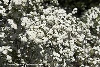 Flora-Strauch-Spierre-20070501-011.jpg