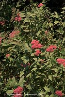 Flora-Strauch-Spierstrauch-20100701-61.jpg