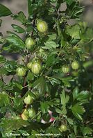 Flora-Strauch-Sta-20080605-276.jpg